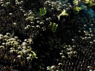 Foto: Barra: Barra Amsterdam &bull; Club: Peñarol &bull; País: Uruguay