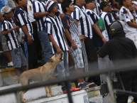Foto: "Perro en la cancha" Barra: Comando SVR • Club: Alianza Lima